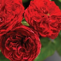 Heirloom Roses Red Rose Bush - Veranda® Roxanne Floribunda Roses - Own Root Flowers