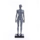 thumbnail image 1 of Bearachild Modelo de cuerpo humano Estudio de ciencia Laboratorio Educación Enseñanza Artesanía Artesanía Typ 1 Bearachild HA061564-01, 1 of 6