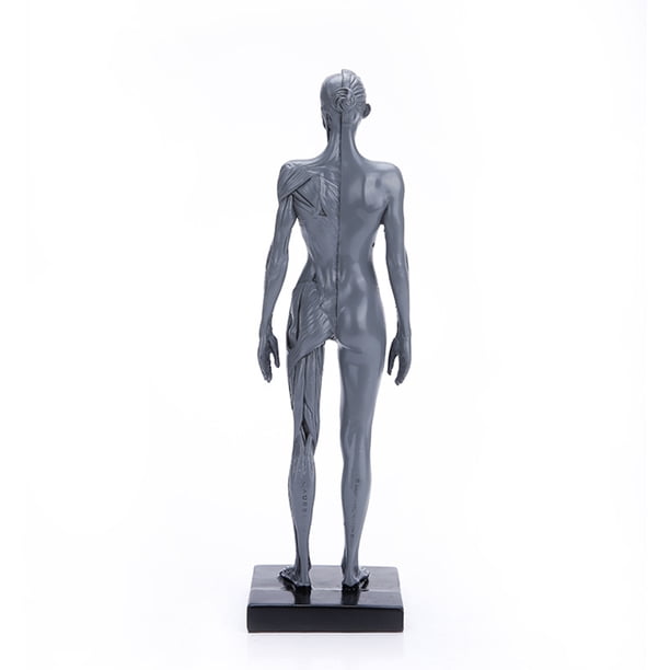 Bearachild Modelo de cuerpo humano Estudio de ciencia Laboratorio Educación Enseñanza Artesanía Artesanía Typ 1 Bearachild HA061564-01