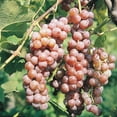 thumbnail image 2 of Catawba Grape Vine, Deciduous Fruit Bearing Plant, grown in a 1.50 Gallon Pot (1-Pack), 2 of 4