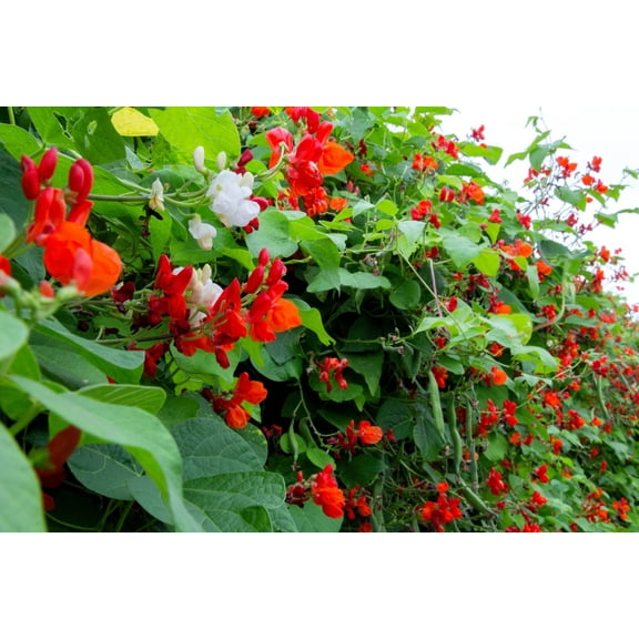 25 Seeds SCARLET RUNNER Pole BEAN Ornamental Red Flowers Phaseolus Vulgaris Vegetable Seeds