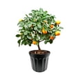 thumbnail image 6 of Viagrow VHPP300-12 VHPP Nursery Pots, 3 Gallon, Black, 6 of 8