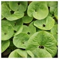 thumbnail image 2 of Everwilde Farms - 1 lb Wild Ginger Native Wildflower Seeds - Gold Vault Bulk Seed Packet, 2 of 3