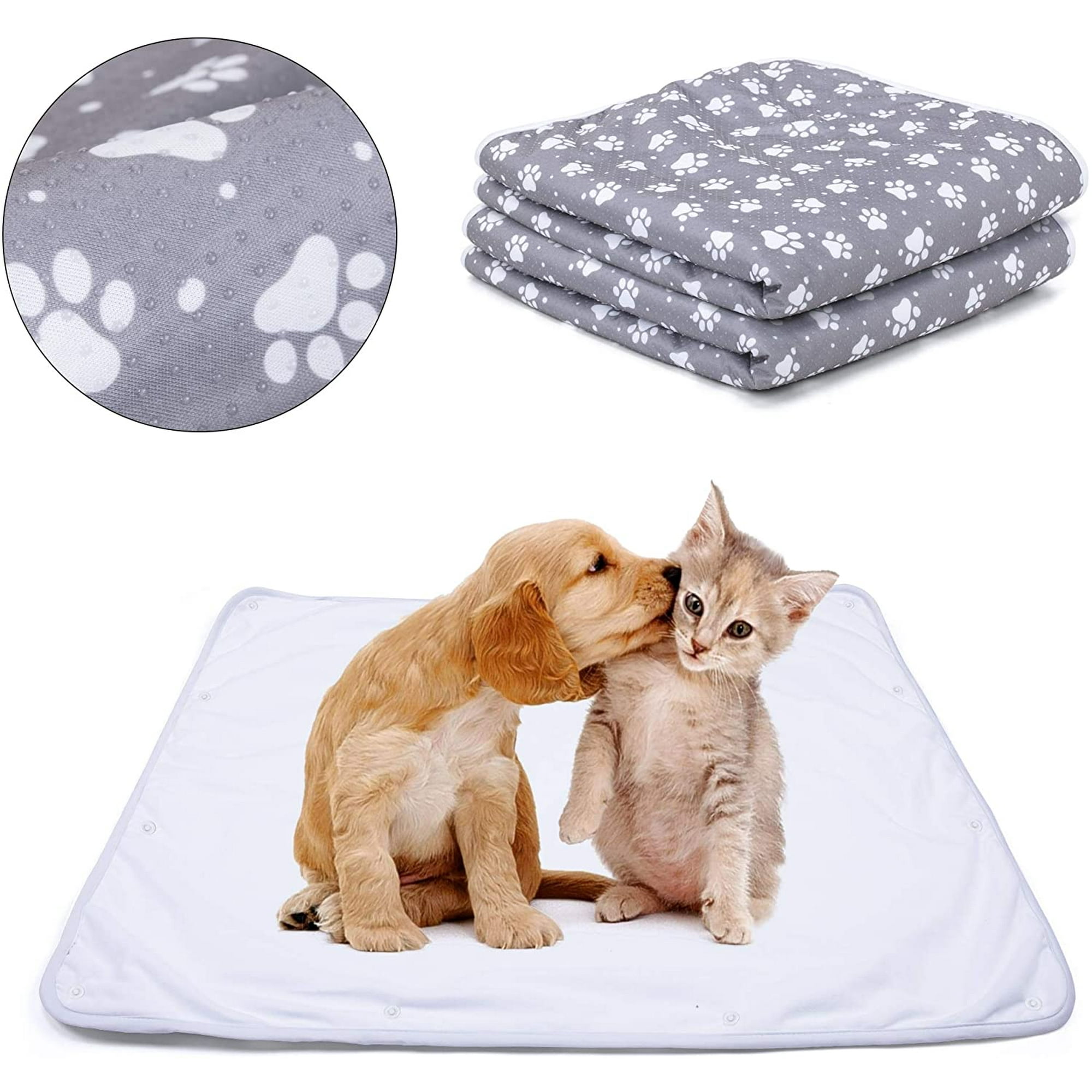 Why Does My Dog Pee On His Blanket