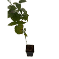 thumbnail image 3 of Nova Red Raspberry Plant - Very Hardy - 3.25" Pot, 3 of 4