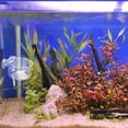 thumbnail image 4 of PAMINGONO 2Ud Alimentador Acrílico Para Peces Mantiene Limpio El De, 4 of 7