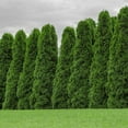 thumbnail image 4 of Expert Gardener 2.25g Arborvitae Emerald Green, 4 of 6