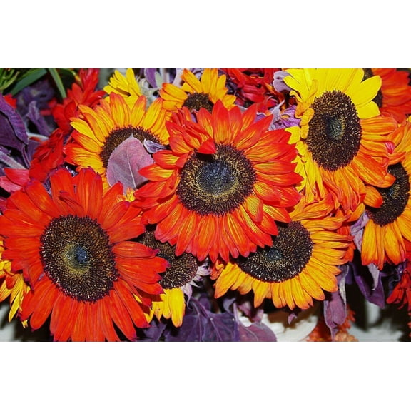 100 AUTUMN BEAUTY SUNFLOWER Helianthus Annuus Flower Seeds