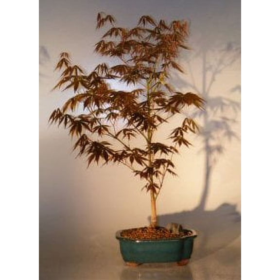Apanese Red Maple Bonsai Tree - Large 20 years old, 14" tall Great for patio, deck, balcony or garden use