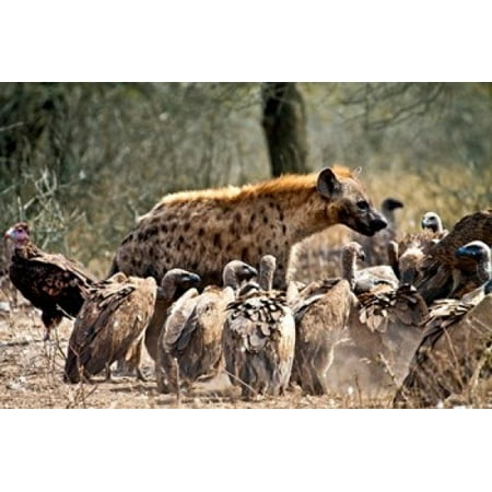 Spotted hyenas and vultures scavenging on a carcass in Kruger National Park South Africa Canvas Art - Miva Stock  DanitaDelimont (32 x
