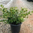 thumbnail image 4 of Dwarf Burford Holly - 3 Gallon Pot, Live Evergreen Shrub, Fragrant Flowers, Full/Part Sun, Outdoor, 4 of 6