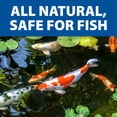thumbnail image 6 of The Pond Guy LiquidClear Bacterial Pond Cleaner - 16 Ounce, 6 of 9