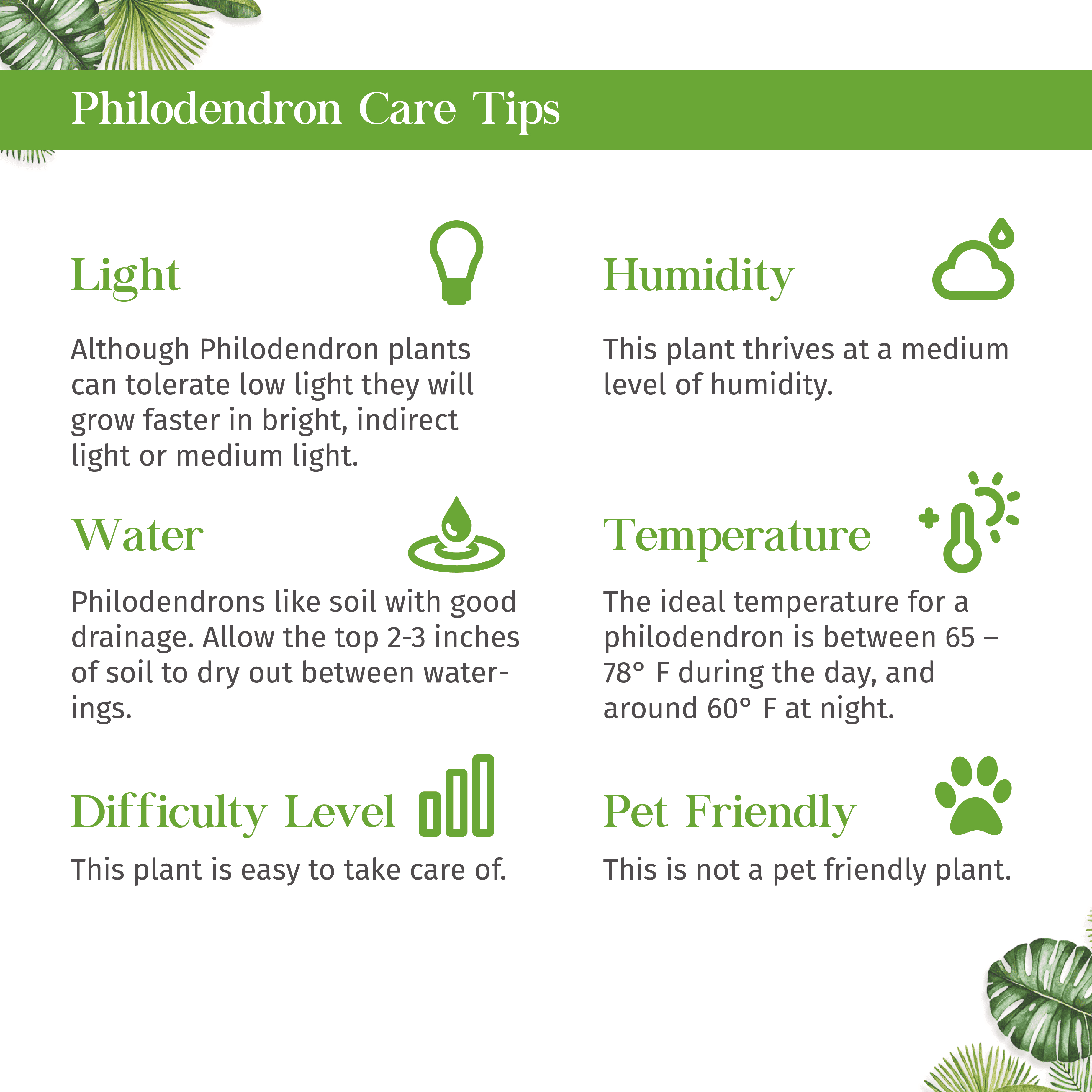 Philodendron Congo Green Live Plant for Indoor | Different Houseplants in 4'' & 6'' Pot | Real House Plant for Living Room, Office, Desk & Bathroom | Congo Green