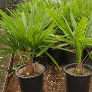 Windmill Palm Tree – Cold Hardy Tropical Palm for Landscapes and Patios