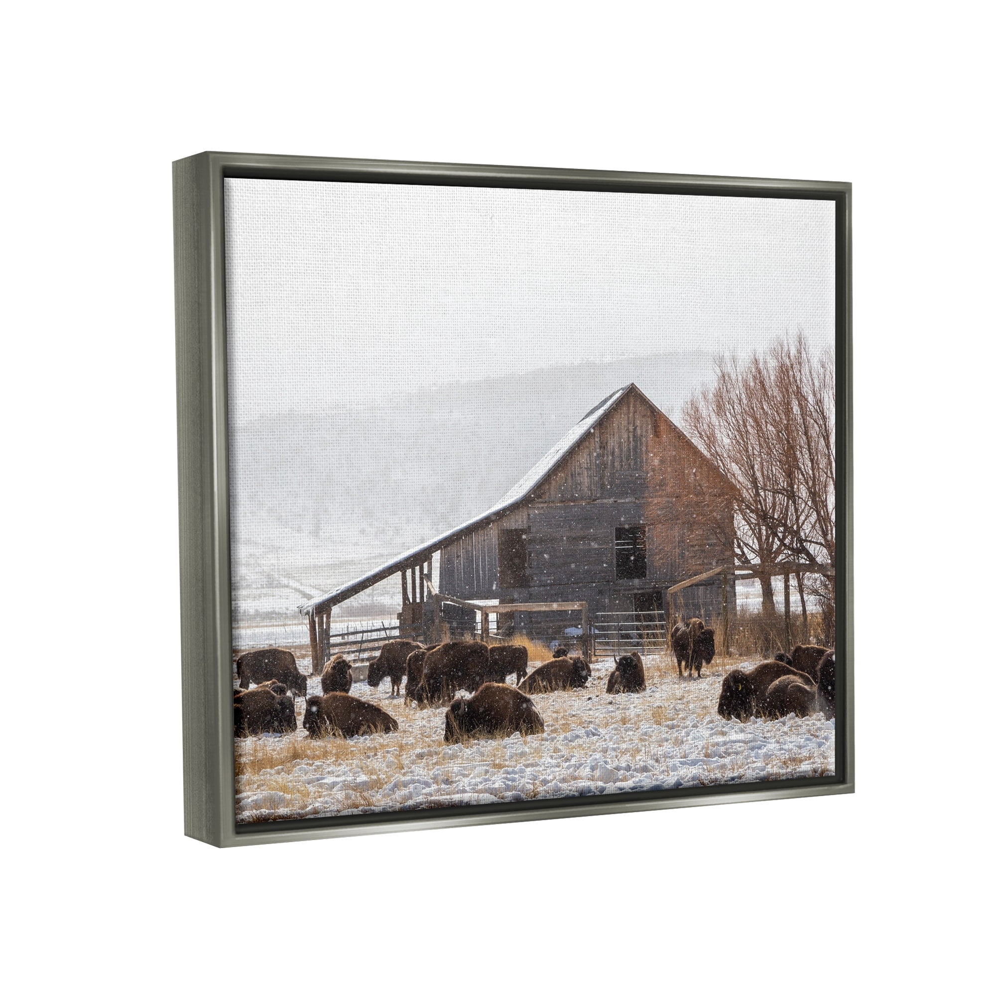 Stupell Industries Snow Dusted Barn Buffalo Bison Rural Farm Photograph Luster Gray Floating Framed Canvas Print Wall Art, Design by Jeff Poe Photography
