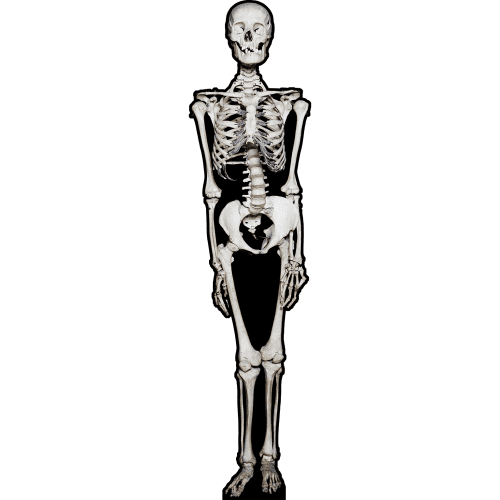 SP13283 Skeleton Bones Skull Halloween Anatomy Cardboard Cutout Standee Standup