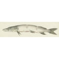 thumbnail image 2 of Jean Bernard 24x9 Gold Ornate Framed and Double Matted Museum Art Print Titled - Snoek, with Two Notches on the Back (1775 - 1833), 2 of 4