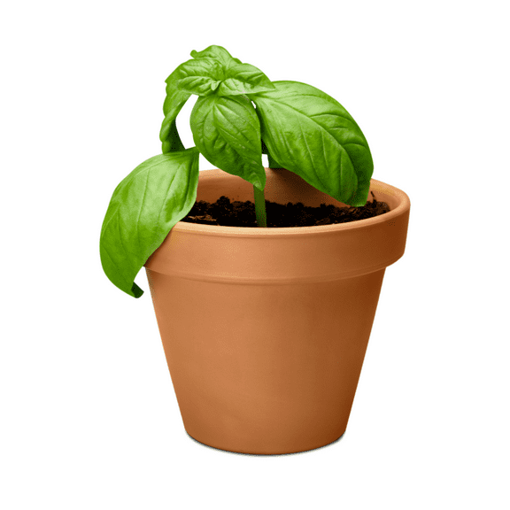 Sweet Basil Live Plant in Pot, Fragrant Basil Herb Plant for Indoor Outdoor Growing, 3 - 5 inches Height