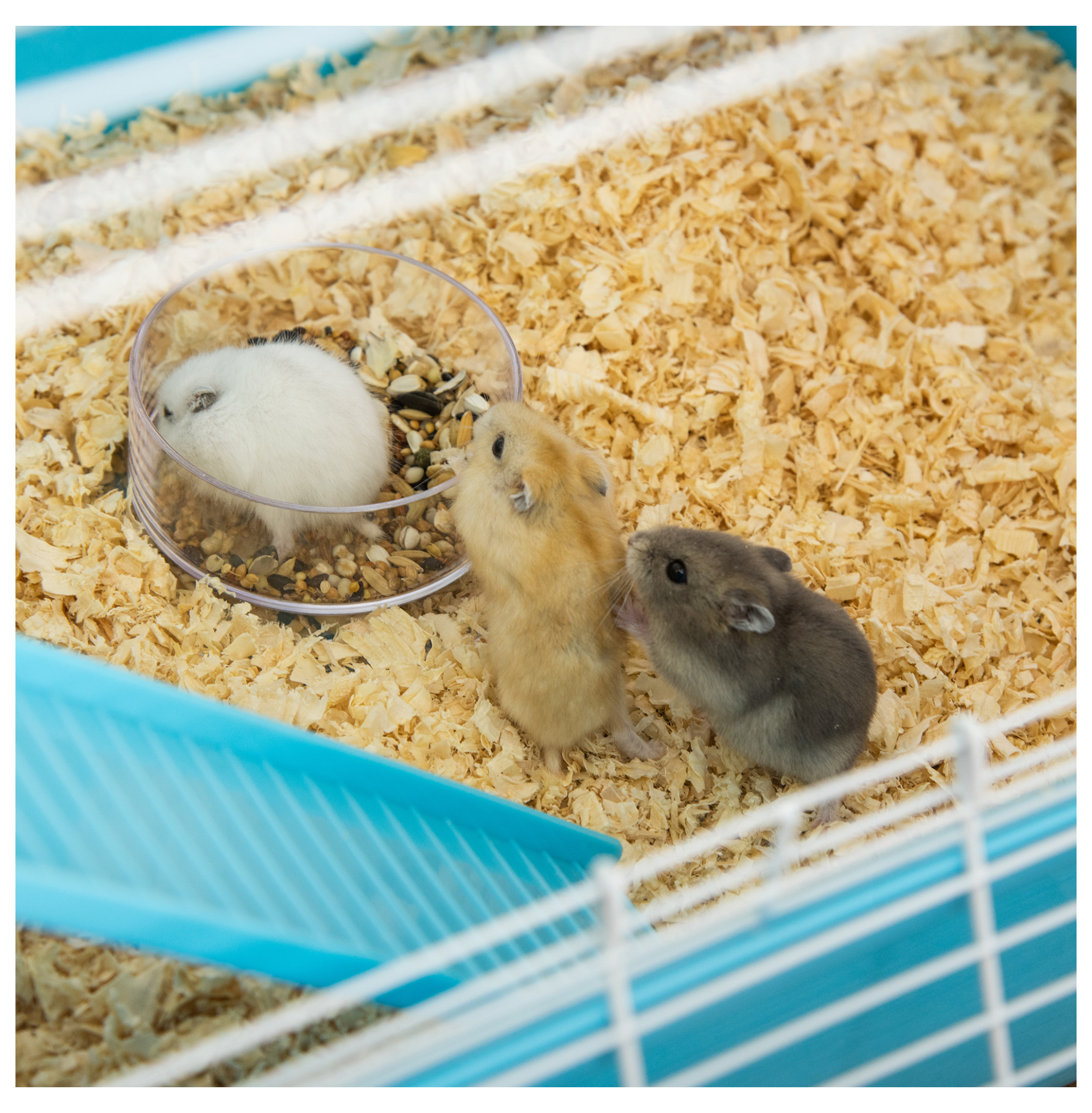 Hamster Cage 23", 5-Tier Habitat, Rat & Mouse Cage with Tubes & Wheel - Light Blue