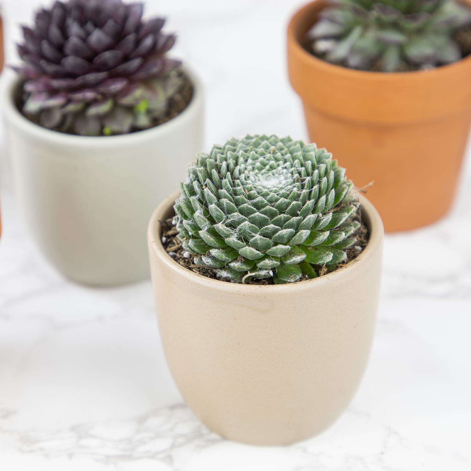 Element by Altman Plants Pet Safe Live Succulent Plants (5 + 1 Free Plant) - 2 in. Pots