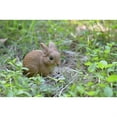thumbnail image 2 of HI-LINE GIFT LTD. SMALL SITTING RABBIT, 2 of 2