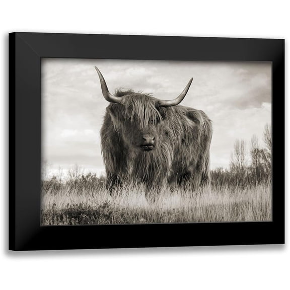 Pangea Images 14x11 Black Modern Framed Museum Art Print Titled - Scottish Highland Cattle (BW)