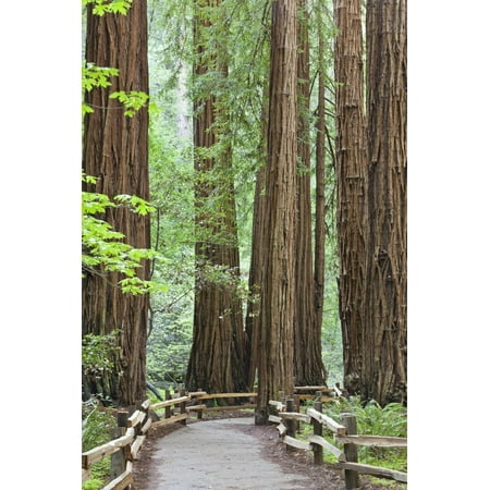 Trail Through Muir Woods National Monument, California, USA Redwood Tree Forest Photo Print Wall Art By Jaynes