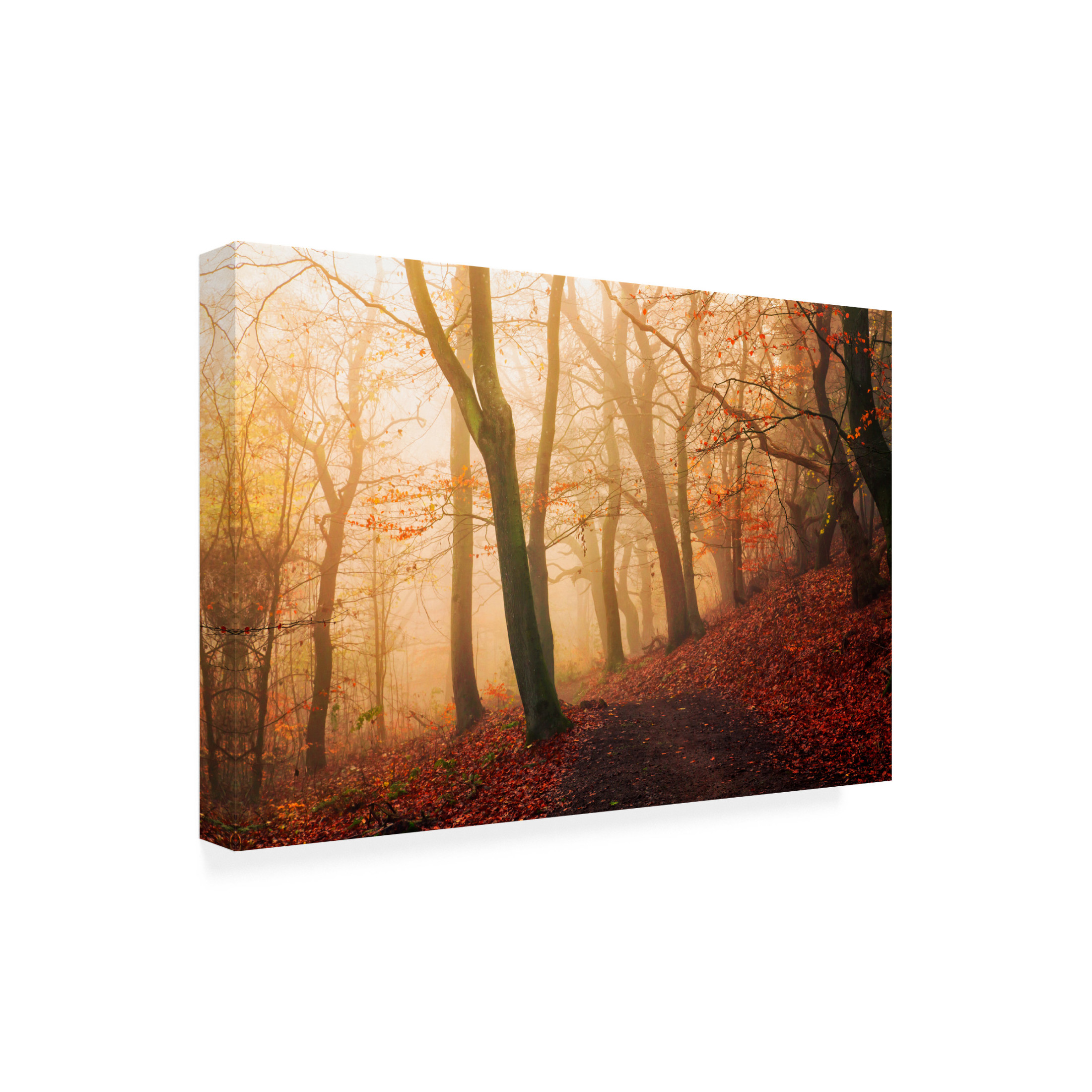Trademark Fine Art Leif Londal Wake Up Forest. Canvas Wall Art