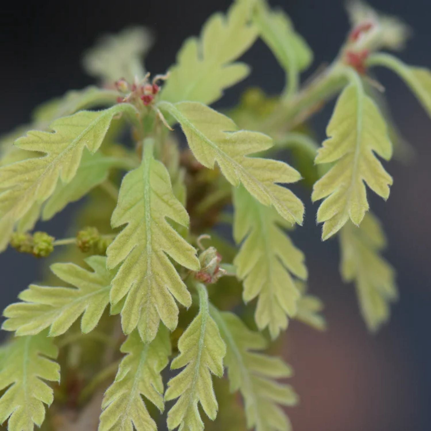 Expert Gardener 2-3' Oak Jack Maze Live Tree in 1 gal. Grower Pot