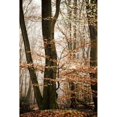 thumbnail image 2 of Bronze Tree Poster Print by Lars Van de Goor (12 x 18), 2 of 2