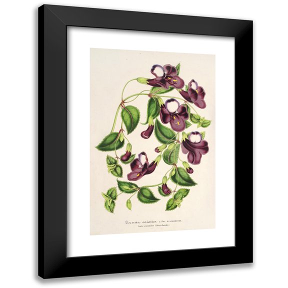 Charles Antoine Lemaire 11x14 Black Modern Framed Museum Art Print Titled - Asian Torenia (1854-1896)