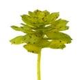 thumbnail image 1 of Vickerman FO180901 6 Pouces Vert &amp; Brun Tacheté Echeveria Pot, 1 of 3