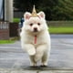 thumbnail image 4 of Adjustable Pet Hat Festive Cats Dog Head Wear For Holiday Parties Photos, 4 of 4