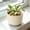 Beige-Free Size/BG, variant on Minimalist Plastic Flower Pot with Drainage Holes Modern Planter for Indoor Outdoor Succulents Herbs Home Office