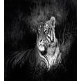 thumbnail image 3 of Black and White Duvet Cover Set Queen Size, Bengal Tiger Lying in the Grass Africa Savannah Monochrome Image Print, Decorative 3 Piece Bedding Set with 2 Pillow Shams, Black White, by Ambesonne, 3 of 3