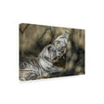 thumbnail image 2 of Trademark Fine Art 'White Tiger Headbutt' Canvas Art by Galloimages Online, 2 of 3