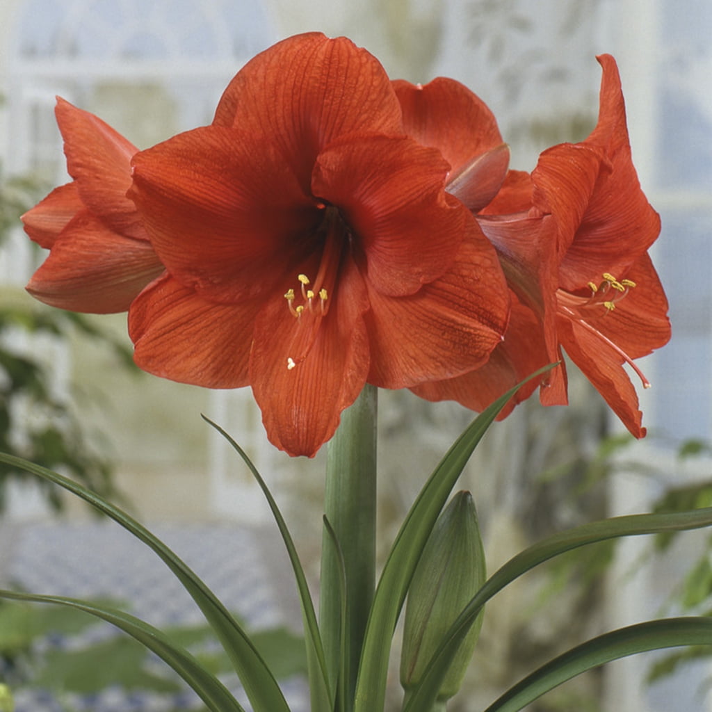 Van Zyverden Mega Amaryllis Bulb Orange Souvereign Set of 1 Bulb Orange Partial Sun Perennial Easy to Grow 2 lbs