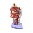 thumbnail image 2 of La Cavidad Nasal Garganta Anatomía Modelo 4.7 × 4.7 × 9.5 Pulgadas, 2 of 6