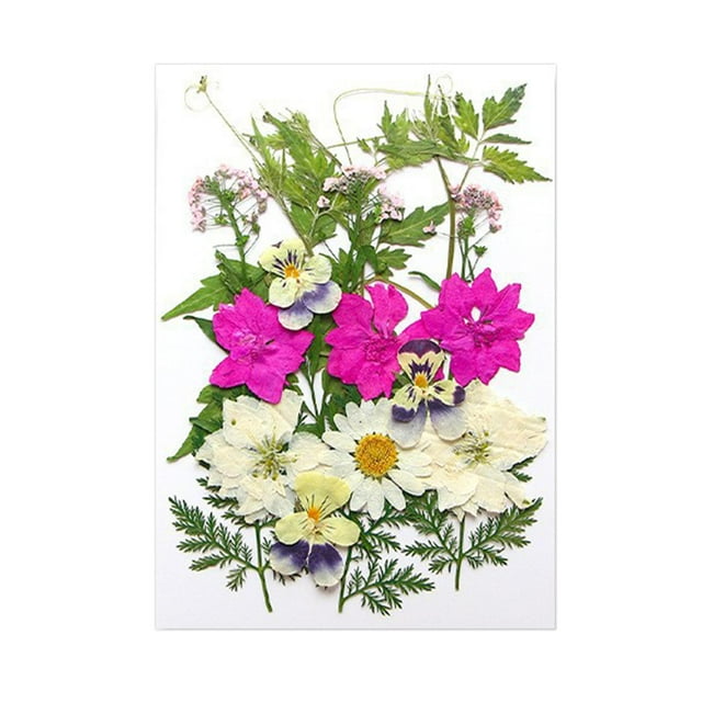 segolike Dried Pressed Flowers Craft Making Beautiful Real Dried Flowers for Scrapbooking White Red