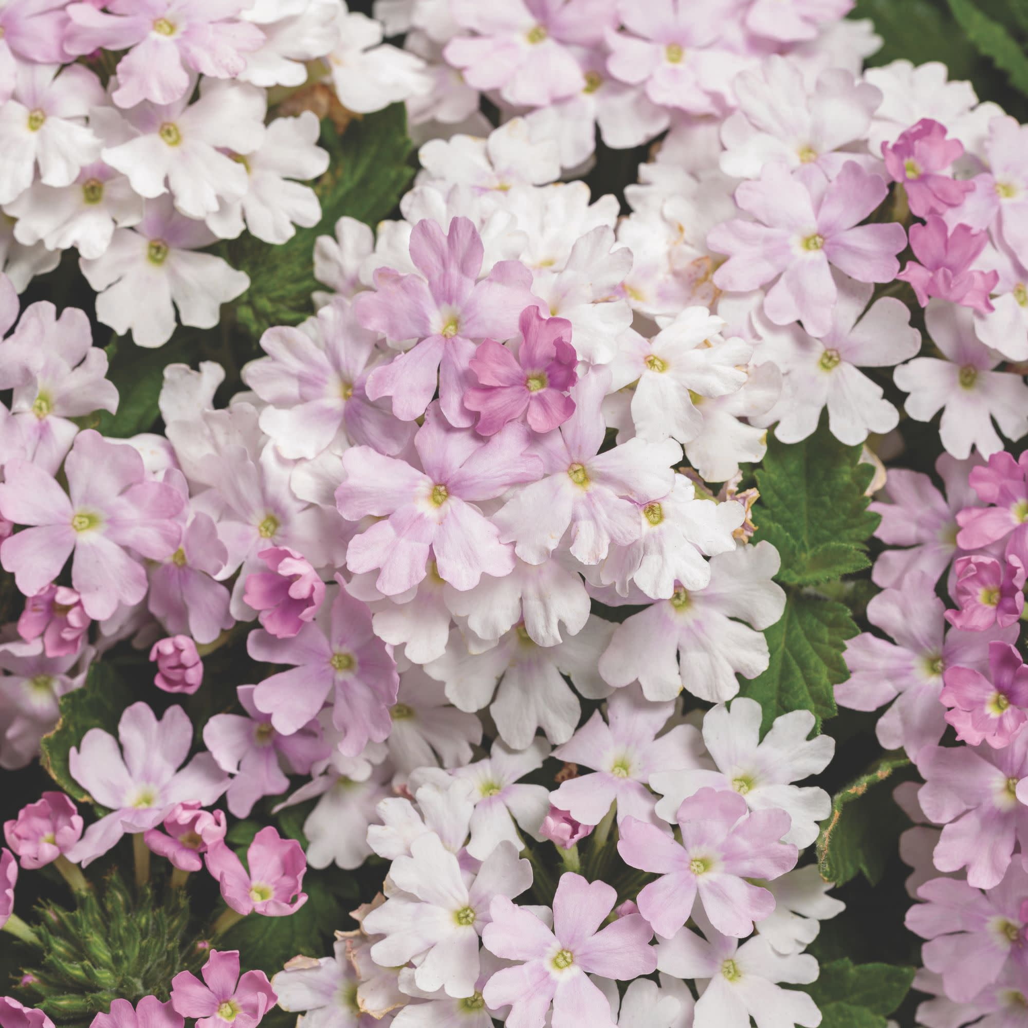 Proven Winners 4" Superbena Pink Cashmere Verbena Live Plant in 4.25" Pot (4 Count)