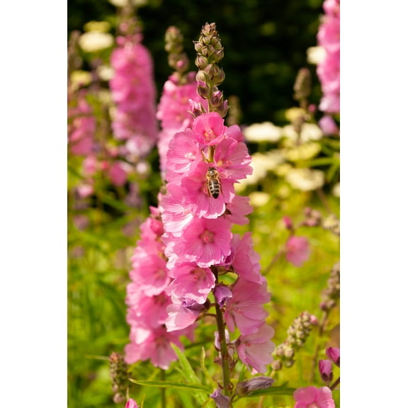 50 PINK CHECKERMALLOW Sidalcea Hendersonii Henderson's Checkerbloom Flower Seeds