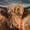 Highland Cow Portrait, variant on Qisvanset Raphael Ninja Turtle Artwork Canvas Wall Art 15.75x11.81 INCHES