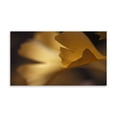 thumbnail image 2 of Gango Home Decor Gingko Leaves I by Rita Crane (Printed on Paper); One 36x18in Fine Art Paper Giclee Print, 2 of 4