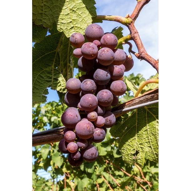 2ND Vinny - Soft Wool Blend - Catawba Grape