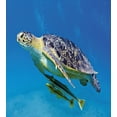 thumbnail image 3 of Turtle Duvet Cover Set, Angry Looking Sea Turtle Swimming with Remora Fishes Fauna Under the Sea, Decorative 2 Piece Bedding Set with 1 Pillow Shams, Twin Size, Blue Yellow Brown, by Ambesonne, 3 of 3