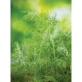thumbnail image 3 of Burpee Mammoth Dill Annual Herb Seed, 1-Pack, Full Sun, 3 of 3