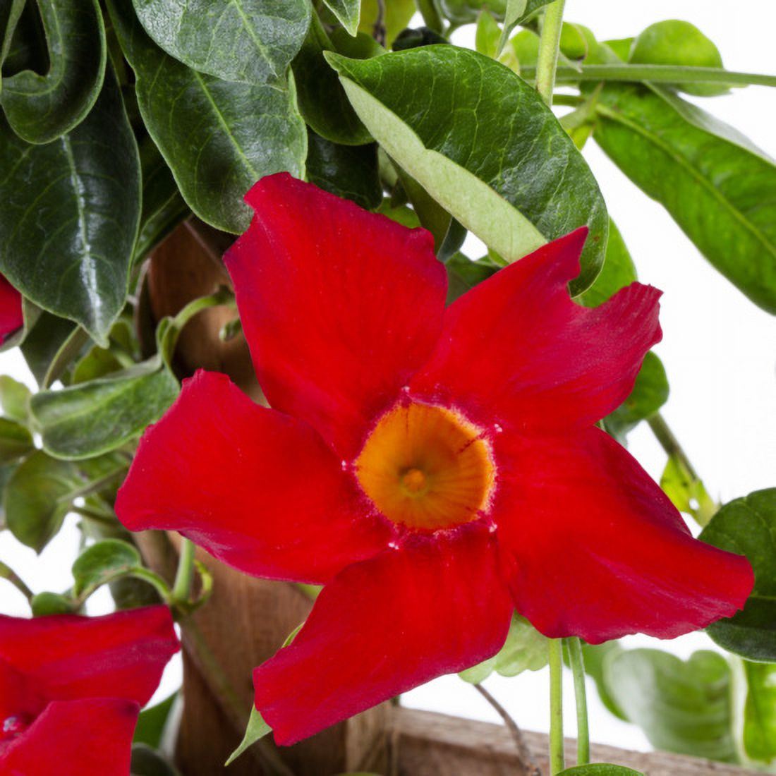 Island Blooms 3QT Mandevilla Live Plant Decorative Pot Full Sun