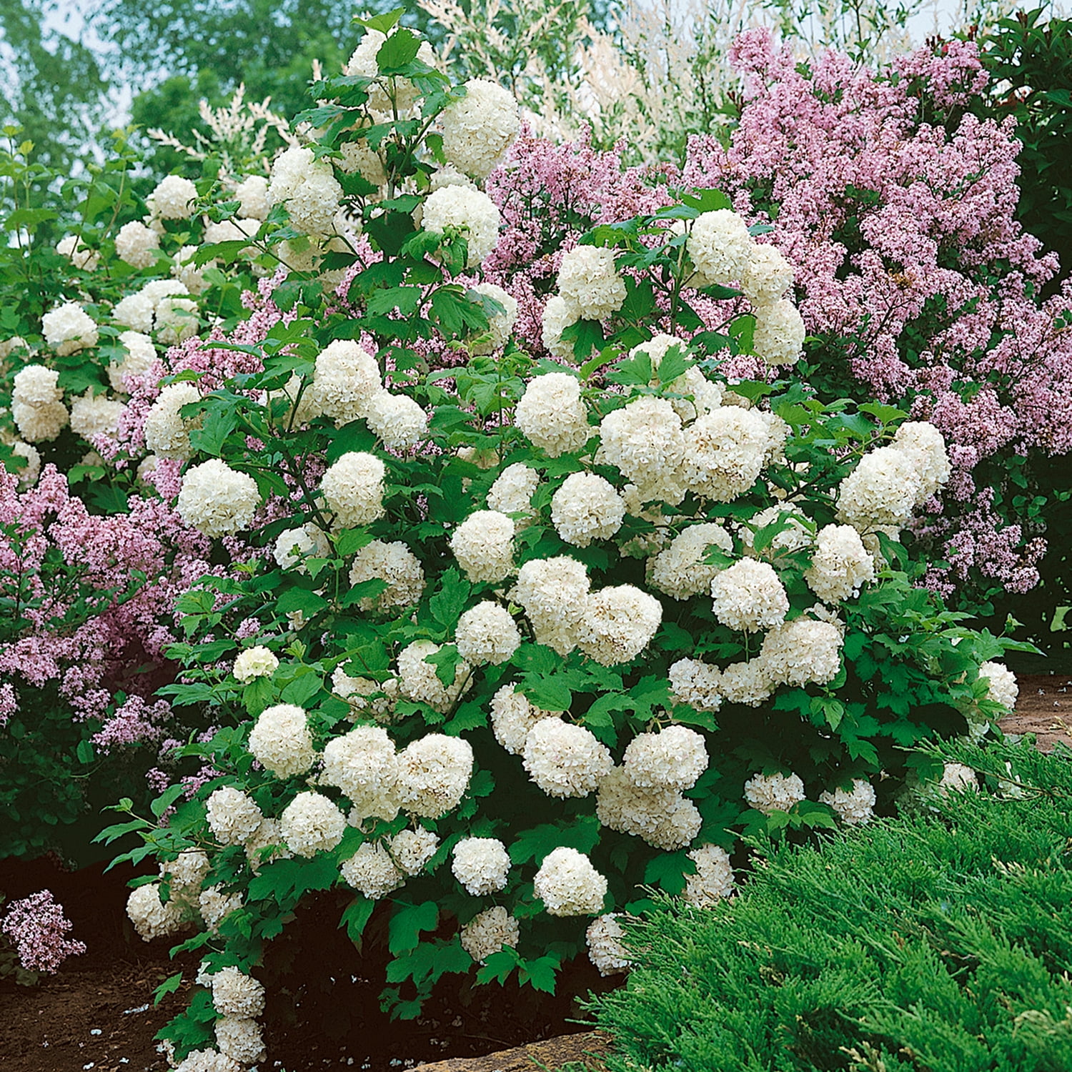 Expert Gardener Chinese Snowball Viburnum (2.5 Gallon) White Blooming Deciduous Shrub - Full Sun Live Outdoor Plant