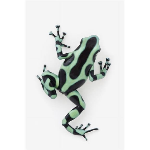 Posterazzi DPI1895256LARGE Black & Green Poison Dart Frog Dendrobates Auratus Poster Print, 24 x 38 - Large