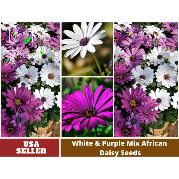 100  Seeds-White&Purple Mix African Daisy-#N003-Authentic Seeds-Flowers-Seeds-Rose seeds-Herb seeds-Vegetable Seeds-Mix Seeds for Plant-B3G1